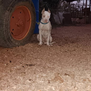 PITBULL MERLE,hembra,en 170 USD o equivalente en moneda nacional,TENGO MENSAJERÍA,tiene 48 días y está desparacitada - 9/10