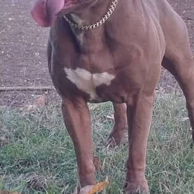 Cachorros Pitbull - Img 124519398