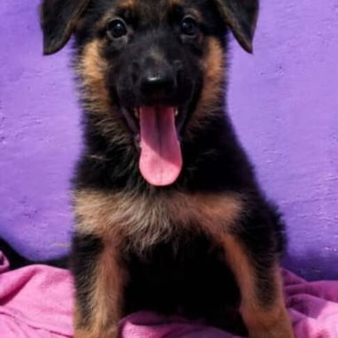Raza pura.pequine.pitbull.pastor belga malinoe. Pastor aleman.chihuahua.husky.pastor suizo.yorky.bulldog francés.boxer. - Img 125132568