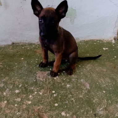Perritos.pequine.pastor belga malinoe..husky.pastor aleman.golde retrive.labrador.chihuahua.salchicha.pomerania.rowailer - Img 124996312