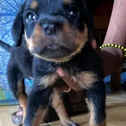 ROTTWEILER,hembras,en 400 USD o equivalente en moneda nacional,TENGO MENSAJERÍA tienen 65 días y están desparacitadas - Img 57720602