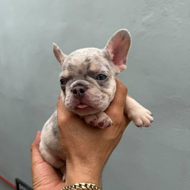 Frenchie - Img 125559649