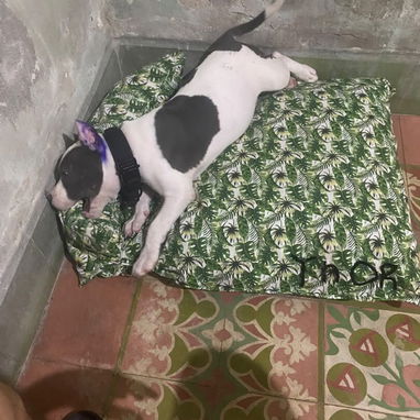 Mascota - 5/10