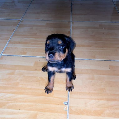 ROTTWEILER,hembras,en 400 USD o equivalente en moneda nacional,TENGO MENSAJERÍA tienen 65 días y están desparacitadas - 2/6