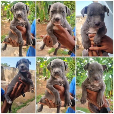 💜💜💜* 🐶 PITBULL AZUL  AMBOS SEXOS VARIEDAD DE COLORES WHATSAPP  58746643... 💜💜💜. - Img 125684787