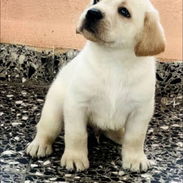 Cachorro Labrador Retriver - Img 58001542