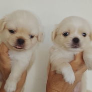 🐶✨ 🐾 SPANIEL TIBETANOS AMBOS SEXOS 🐾 BETTY MASCOTAS WHATSAPP 52506841 ✨🐶 - Img 56504937