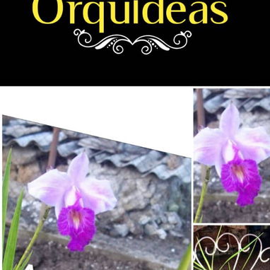 Las más exóticas orquídeas todo x $1000 - Img 124365434