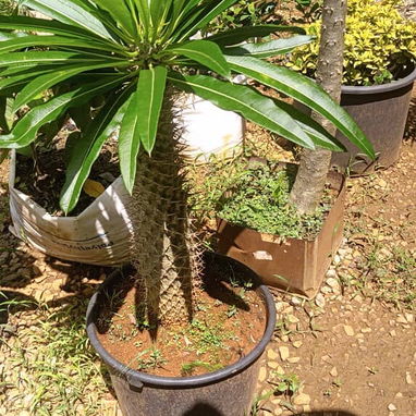 Servicio de jardinería 👩🏼‍🌾 - Img 124722382