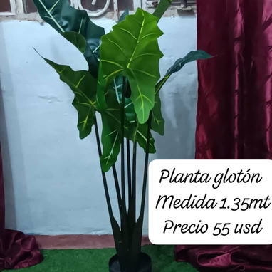 Planta hermosa - Img 121840768