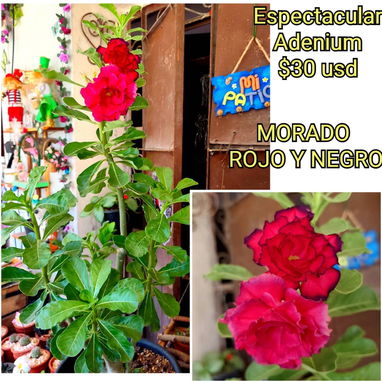Vendo espectaculares adeniums - Img 125576966