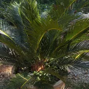 Plantas y servicios de Jardineria - Img 54735229