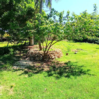 Hermosa finca de más de 1 hectárea con Bungalow. Casa de 3 cuartos, 4 baños y jacuzzi a mins de Varadero - Img 117675577