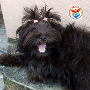 *Shitzu* ♀️Hembra 🗓️12 meses 💊Desparasitada 💉Vacunada 📋 Historia clínica 🩷Collar 📌Súper buena y cariñosa ⚠️ - Img 58379426