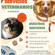 Veterinario a Domicilio - Img 56107175