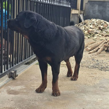 ROTTWEILER,ambos sexos,en 350 USD o equivalente en moneda nacional,TENGO MENSAJERÍA,tienen 43 días y están desparacitado - 8/10