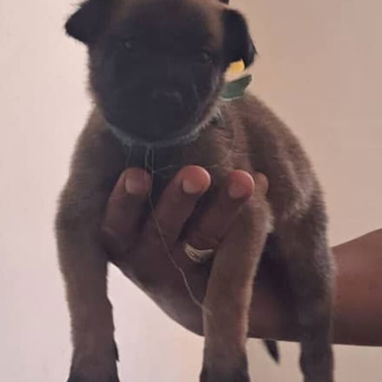 PASTOR MALINOIS,ambos sexos,en 150 USD o equivalente(ACEPTO TRANSFERENCIA)TENGO MENSAJERÍA,de 35 días y desparacitados - Img 123314146