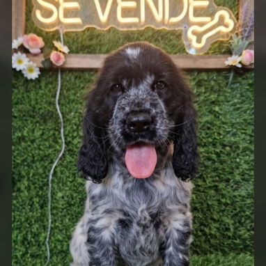((( 💜 COCKER SPANIEL HEMBRITA BETTY MASCOTAS WHATSAPP 52506841 💜 ))) - Img 125685978