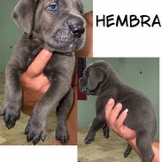 CACHORROS CANE CORSO CON PEDIGREE INTERNACIONAL - Img 57958904