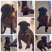 Pastores belga malinois oricha . 53546663. Tengo 4 hembras y 5 varones en 150 usd cada uno. Tienen la primera desparacit - Img 55842529