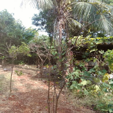 Venta de casa en el campo con vaste tierras(1 hectaria) papeles en regla - Img 124358709