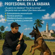 Entrenamiento canino profesional en La Habana (obediencia y guardia y defensa) +53 56074536 - Img 54171362