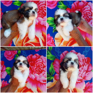 🐾 ¡HERMOSOS SHIH TZU BUSCANDO UN HOGAR LLENO DE AMOR BETTY MASCOTAS WHAT'SAPP 52506841! 🐾 - Img 124029368