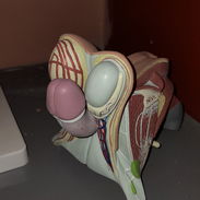 Maniquí, anatomía de un cuerpo humano. La altura del mismo es de 35 pulgadas. - Img 57116585