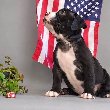 Bellos cachorros de american bully pocket exoticos - 5/5