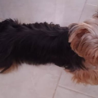 🐾 CACHORROS YORKSHIRE TERRIER  AMBOS SEXOS WHATSAPP 58746643 🐾 - 4/7