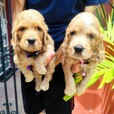 Hermosos Cachorros Cocker Spaniel❤️❤️❤️⭐⭐⭐⭐ - Img 124024175