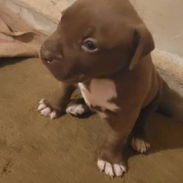 American pitbull descomunales calidad pura - Img 54208121