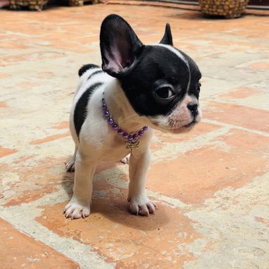 🐾Hermosas Bulldogs🐮Francés🇫🇷Hembritas 🌸 - Img 122998136