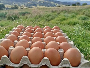 Huevos criollos de yema   bien  amarilla - Img main-image-45839311