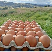 Cartón de huevos criollos - Img 45667179