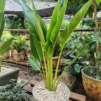 Venta de plantas ornamentales y frutales - 7/10