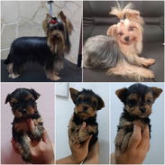 💜💜💜* 🐶¿BUSCAS UN CACHORRO?* TE AYUDAMOS A ENCONTRAR TÚ FIEL COMPAÑERO WHATSAPP 58746643 💜💜💜. - Img 54500564