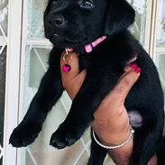Venta de cachorros de raza - Img 55738325