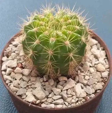 Preciosos cactus y suculentas para adornar espacios y regalar. Haz que las buenas vibraciones lleguen a tu hogar - Img 97337399