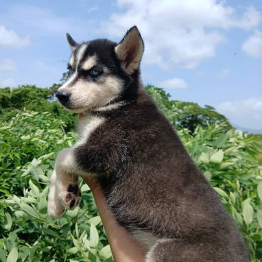 💜💜💜* 🐶 HERMOSOS HUSKY SIBERIANO OJOS AZULES WHATSAPP 58746643  *💜💜💜. - Img 125684357