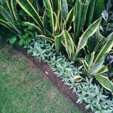 Servicio de jardinería - Img 119439278