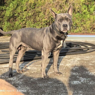 Cachorros de pitbull - Img 123169956