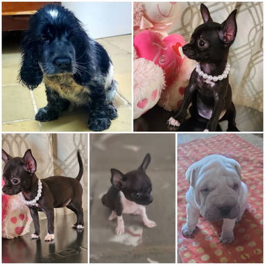 • • • • RAZAS CANINAS PARA ELEGIR BETTY MASCOTAS WHATSAPP 52506841 • • • • - Img 126180666