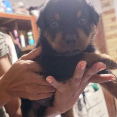 ROTTWEILER,machos,en 350 USD o equivalente,TENGO MENSAJERÍA,tienen 40 días y están desparacitados - 3/10