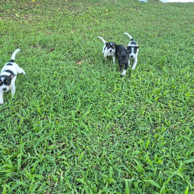 Cachorros de perro ratonero - 6/7