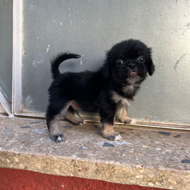 Hermosos Pequines-tibetanos, ambos sexos - Img 125428209