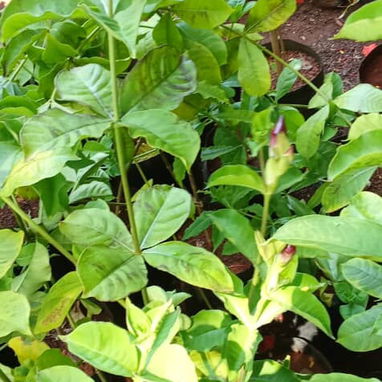 Trabajo en jardinería - 2/10
