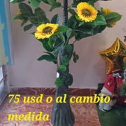 Planta hermosa - Img 55473765