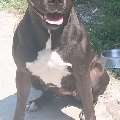 PITBULL,machos,en 170 USD o equivalente en moneda nacional,TENGO MENSAJERÍA,tienen 40 días y están desparacitados - 4/4