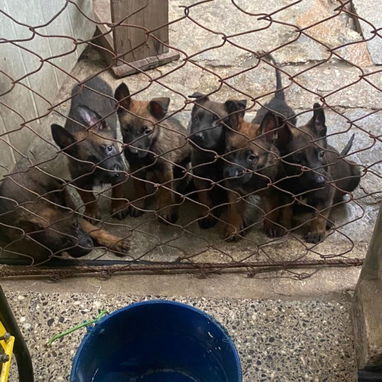 Todo lo que buscas en mascota está aquí solo llame al 53818081 pitbull , Chihuahua, pastor belga, bulldog francés,mucmás - Img 126032734